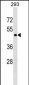 GPR78 Antibody (Center)